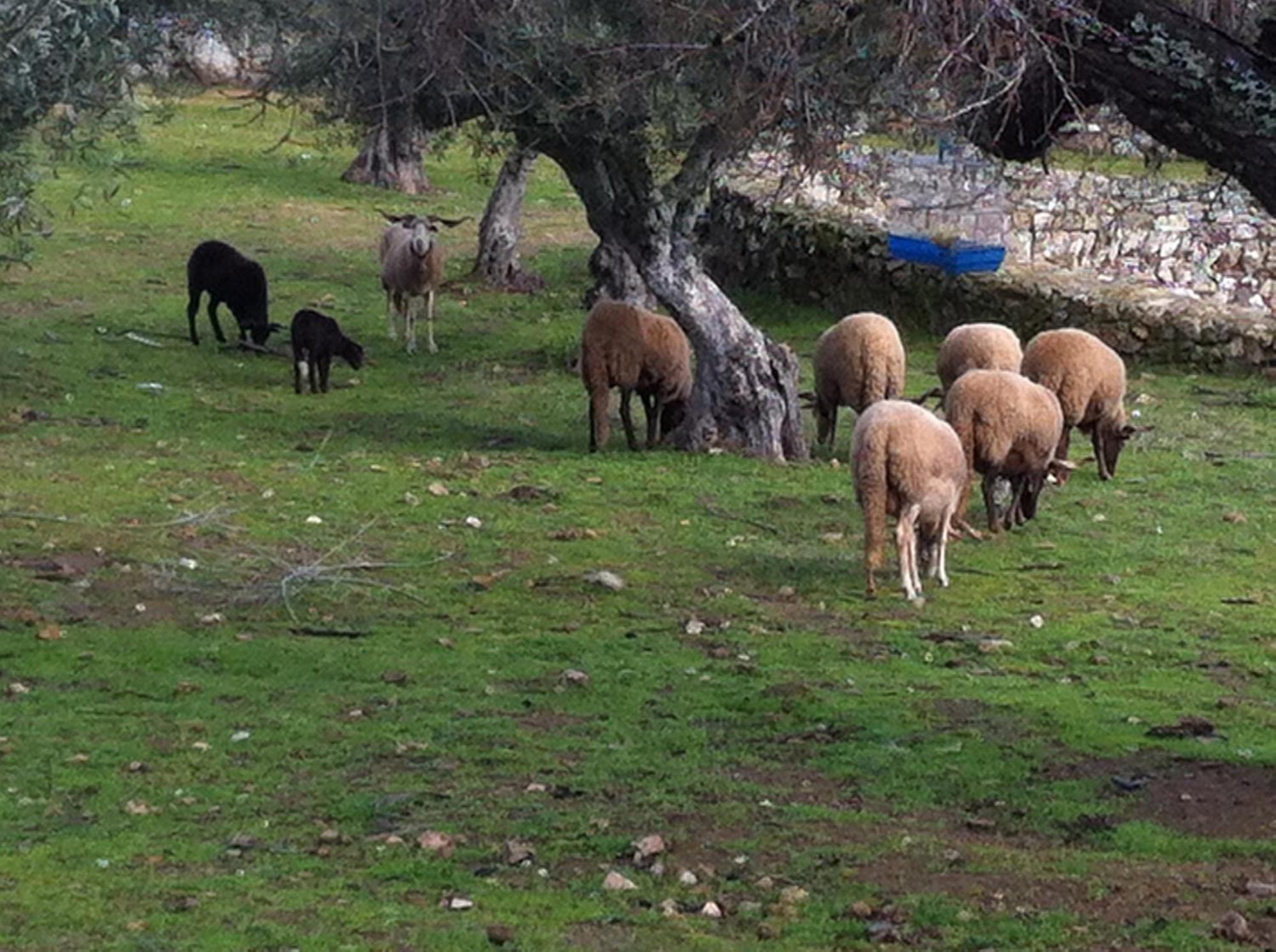 Quinta Das Pias - Holiday Farm Pinhel Bagian luar foto