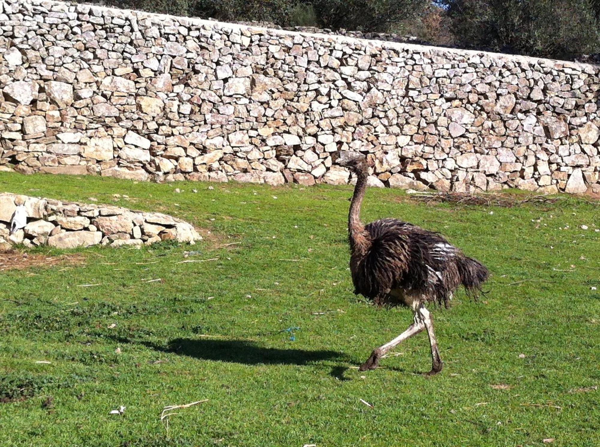 Quinta Das Pias - Holiday Farm Pinhel Bagian luar foto