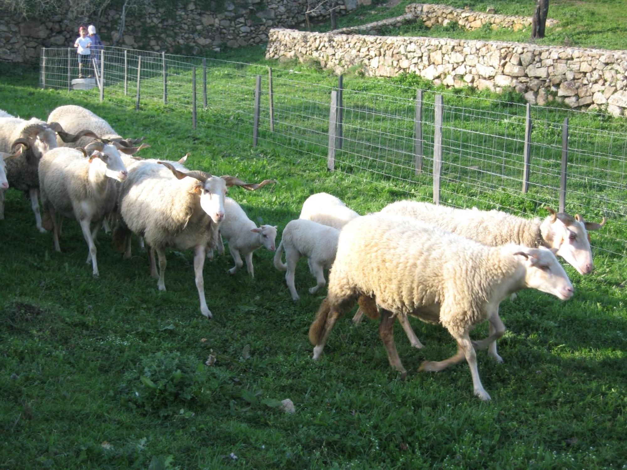 Quinta Das Pias - Holiday Farm Pinhel Bagian luar foto
