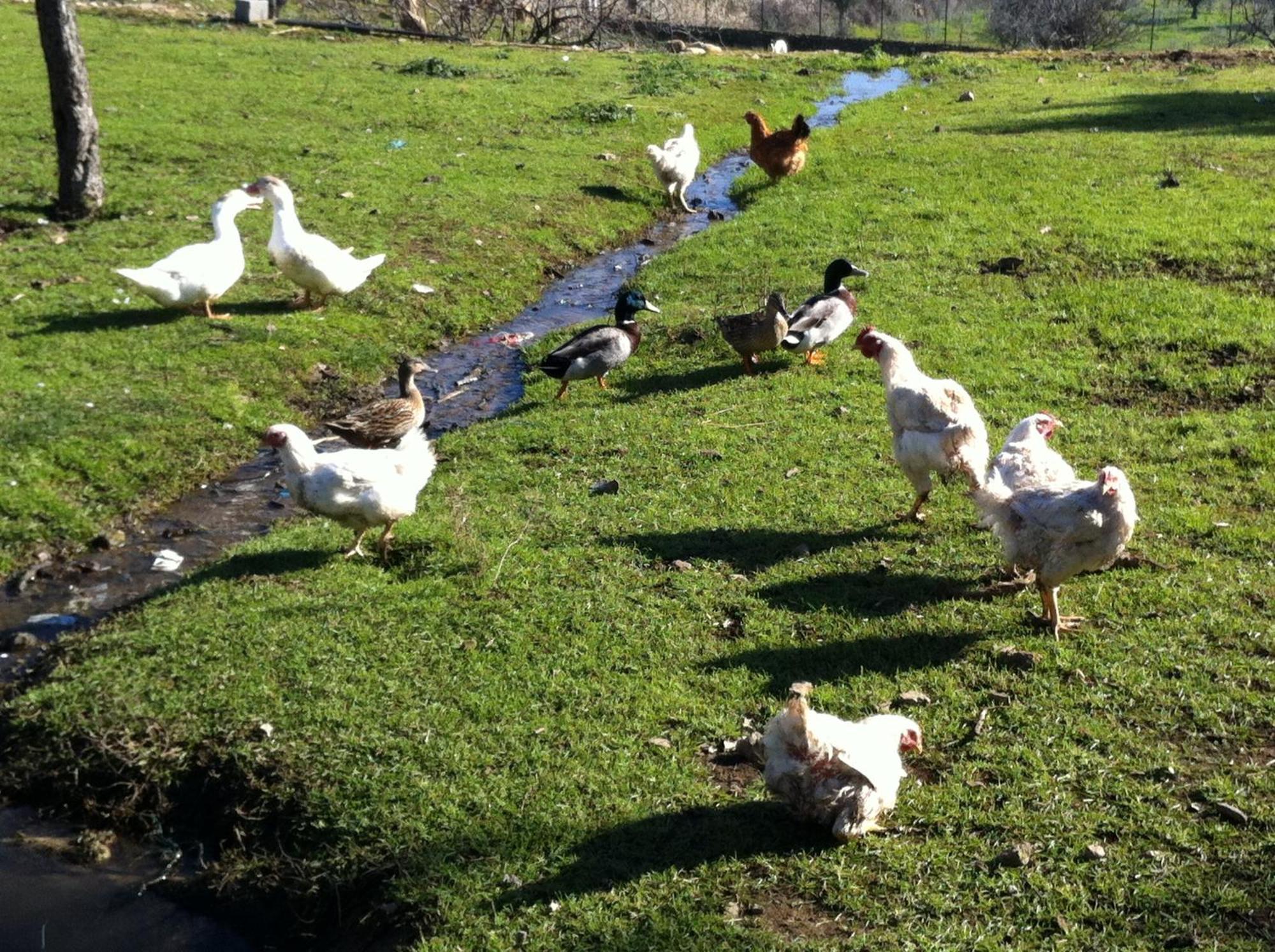 Quinta Das Pias - Holiday Farm Pinhel Bagian luar foto